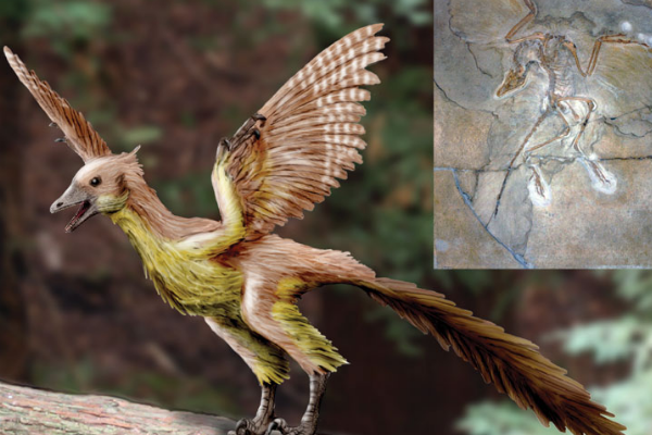 鸟的祖先是什么动物?全身长满羽毛(能滑翔或低飞)