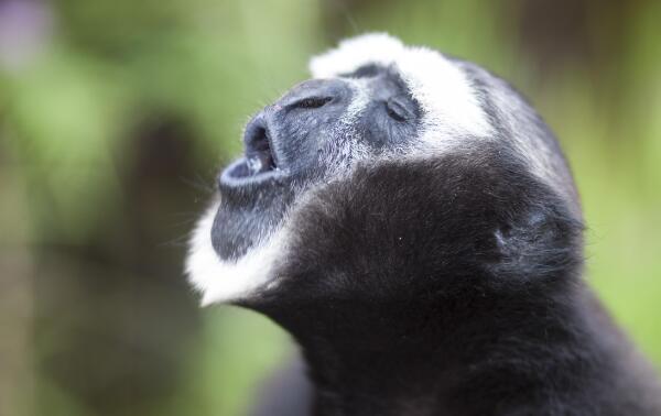 白眉长臂猿：额头有白纹/阴毛为白色的长臂猿（没有尾巴）