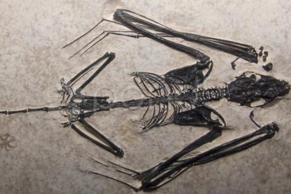 蝙蝠的祖先是什么动物?最古老飞行哺乳类(仅14厘米长)