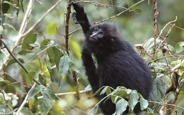 黑冠长臂猿：一夫多妻的长臂猿（国内外总共有约700只）