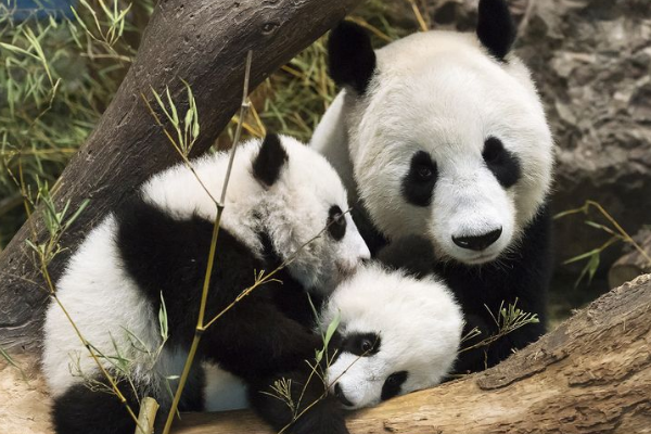 大熊猫祖先是什么动物?八百万年前还是吃肉猛兽