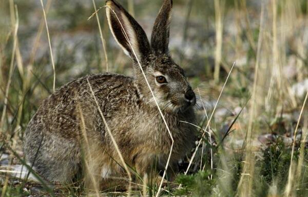 海南兔：中国体型最小的野兔（体长不到40厘米）