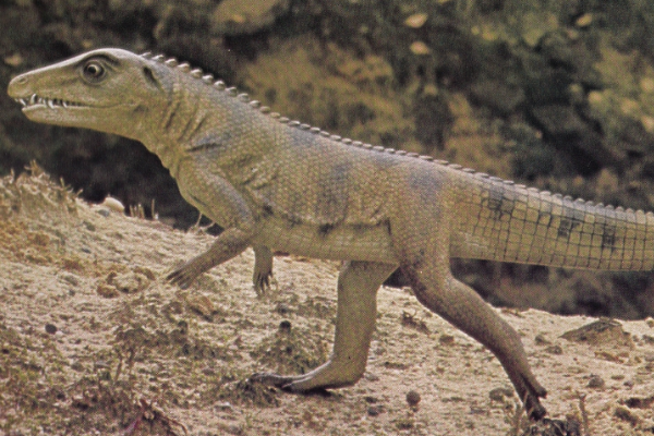 鳄鱼的祖先是什么动物?以植物为食(长0.5米/奔跑极快)