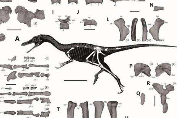赵氏怪脚龙:山东小型恐龙(长3米/后肢骨骼怪异)