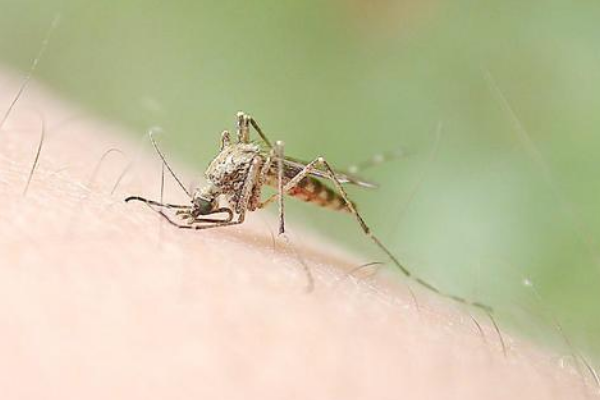 蚊子的祖先是什么动物?似蜻蜓般大小(是蚊子的3倍)