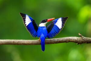 蓝翡翠：蓝白黑三色为主的翡翠鸟（国家二级保护动物）