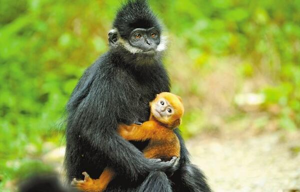 黑叶猴是几级保护动物，一级（全身黑色脸颊有白毛）