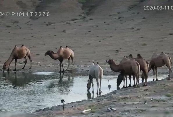 甘肃发现首例白化野骆驼：与众不同的基因，易被世界淘汰