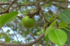 世界上最吓人的树：毒番石榴树，浑身是毒(死亡小苹果)