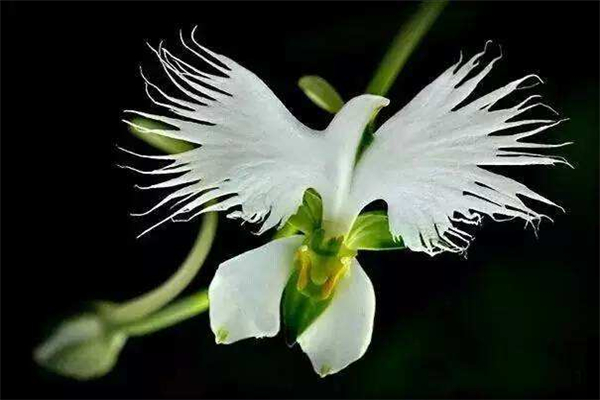 世界十大奇特植物排行 大王花奇怪又危险白鹭花颇有美感