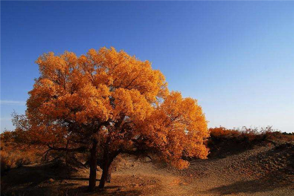 世界十大最美丽的树木 彩虹树颜值超高树皮颜色丰富