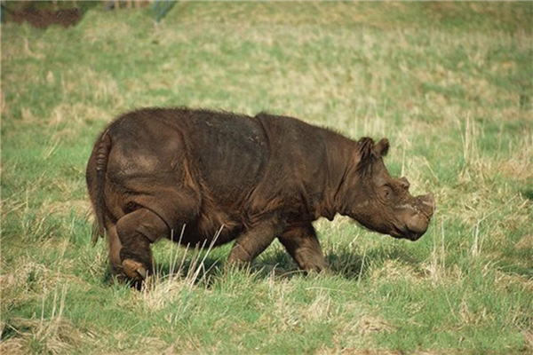 世界上最小的犀牛 苏门犀,既属食草性又属食肉性动物