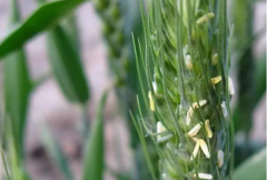 世界上寿命最短的花:小麦开花15分钟，短命菊一生很着急