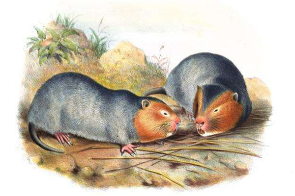 世界上最大的老鼠排行 南美无尾大水鼠可达54公斤重