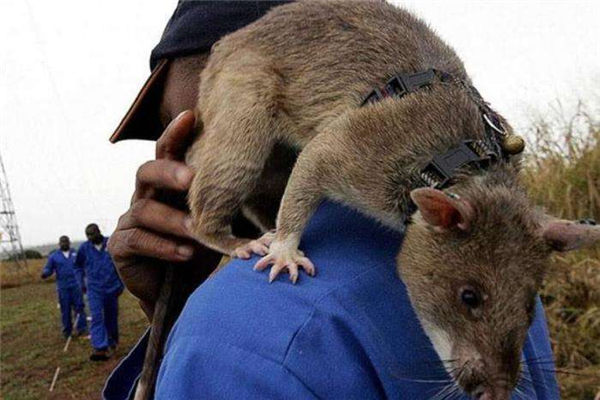 世界上最大的老鼠排行 南美无尾大水鼠可达54公斤重