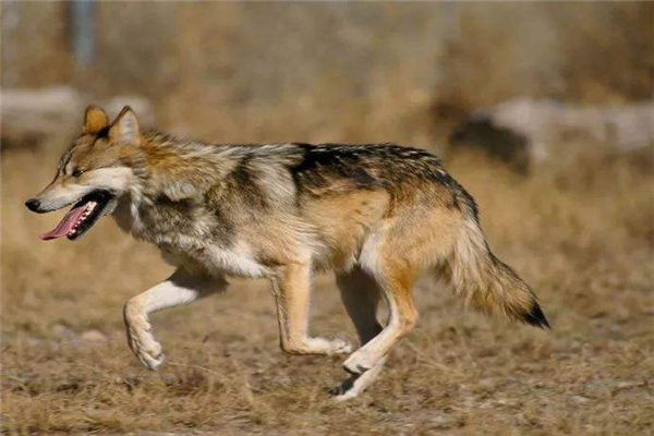 世界上最小的狼 阿拉伯狼（肩膀达1米高身长78cm）