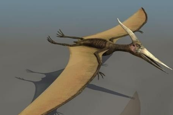 翼龙为什么不属于恐龙?进化过程和生物定义都不同