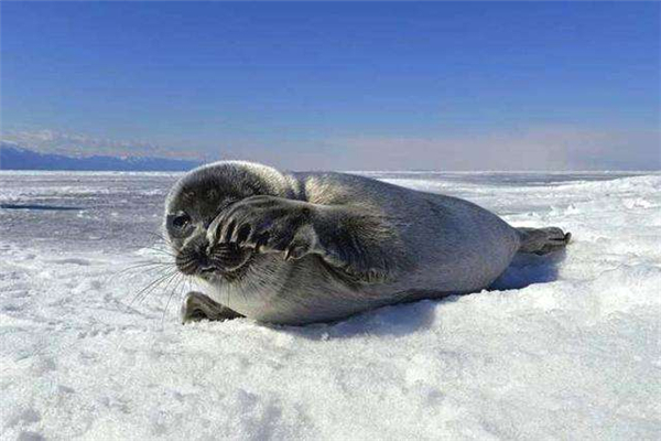 世界上最小的海豹 贝加尔海豹（身长1米生活在淡水中）