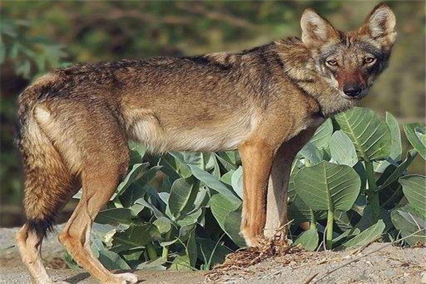 世界上最小的狼 阿拉伯狼（肩膀达1米高身长78cm）