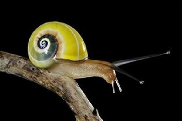 世界上最小的蜗牛 体长仅0.6毫米（身体比针眼更小）
