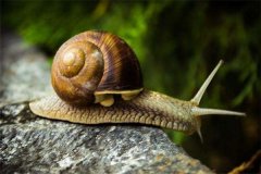 世界上最小的蜗牛 体长仅0.6毫米（身体比针眼更小）