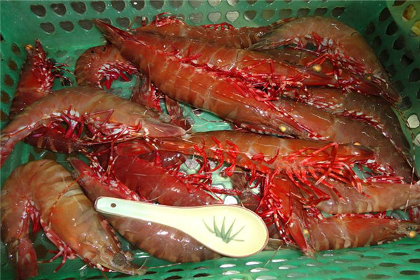 世界上最大的虾 鬼虾（一般米虾体型10倍以上）