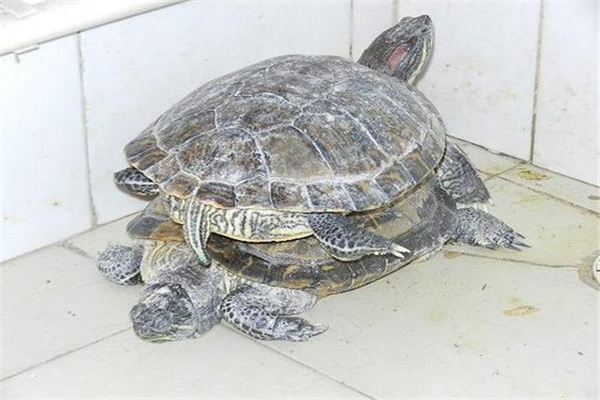 世界上最大的乌龟 巴西龟,身体长度可达30cm