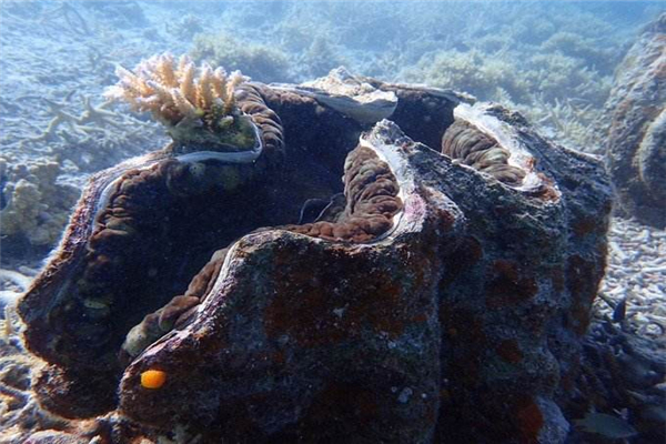世界上体型最大的双壳动物 巨蛤,能吃的贝壳类海鲜