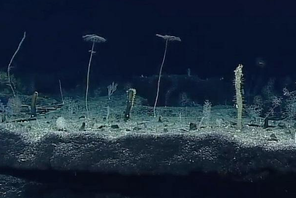 地球上最深的地方是?马里亚纳海沟,深10909米(6000万年前形成)