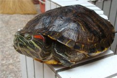 世界上最大的乌龟 巴西龟,身体长度可达30cm