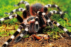 世界上最大的蜘蛛:捕鸟蛛，足展37cm(毒牙5mm吞食乳鸽)