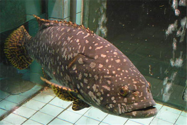 世界上最大的龙趸鱼 体重超过1500kg,汕头渔民捕捉