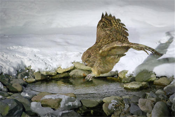 世界上最大的猫头鹰 毛腿渔鸮,现野外仅剩不到1000只