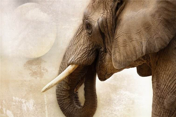 世界上最大的象牙 重量达108.86公斤长达3.11米