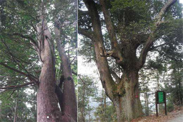 世界上最大的摇钱树 浑身长满密密麻麻的鳞片很壮观