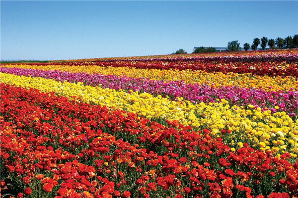 世界上最大的花海 普罗旺斯的薰衣草园相当美丽迷人