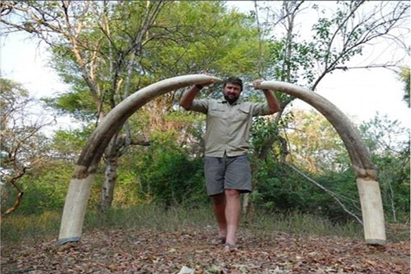 世界上最大的象牙 重量达108.86公斤长达3.11米