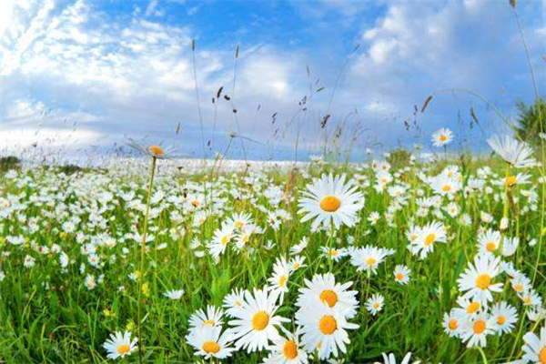 世界上最大的花海 普罗旺斯的薰衣草园相当美丽迷人