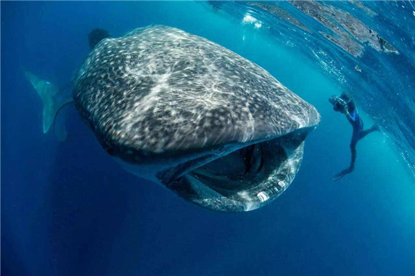 世界上最大的鲨鱼 鲸鲨,鱼类的佼佼者但数量锐减