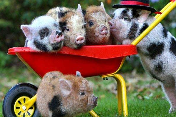 世界上最小的猪:微型猪，重10公斤像西瓜(一类保护动物)