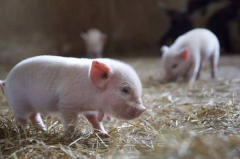 世界上最小的猪:微型猪，重10公斤像西瓜(一类保护动物)