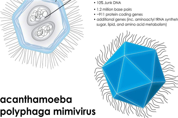 世界上体积最大的病毒 米米病毒（一种少见病毒）