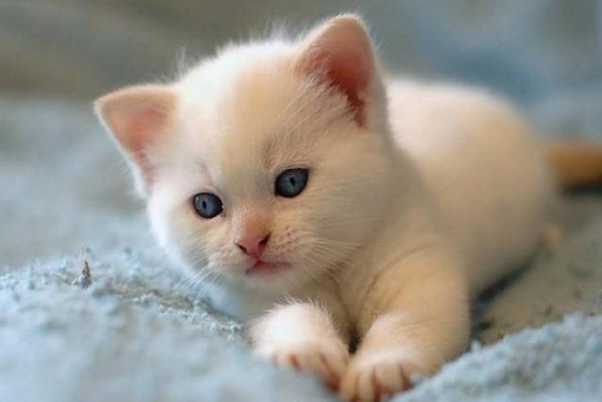 世界上最长寿命的猫:Cream Puff，38岁高龄(世界奇迹)