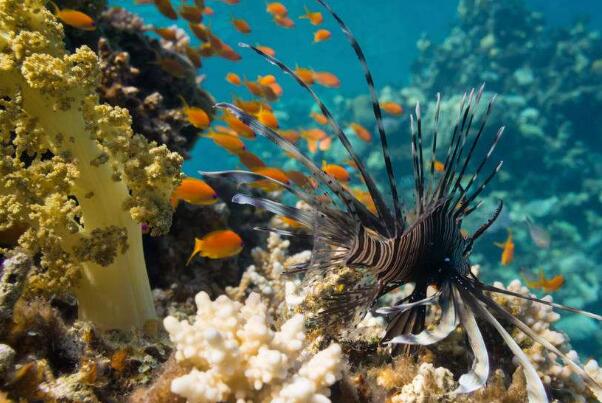 珊瑚是动物还是植物?动物，无脊椎结构(摄食与排泄通用)