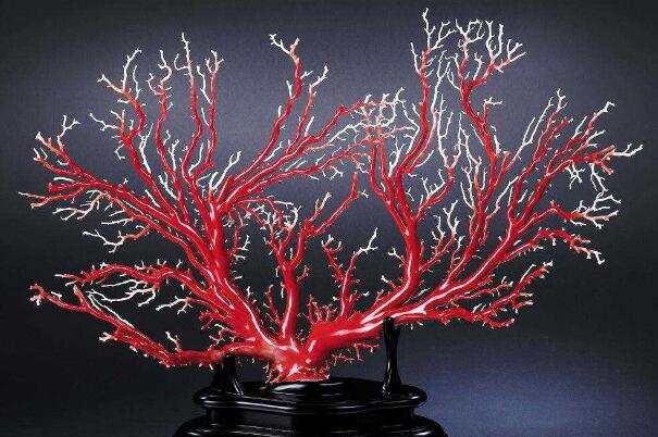 世界上最珍贵的珊瑚:台湾红珊瑚，20年长1寸(宝石级别)