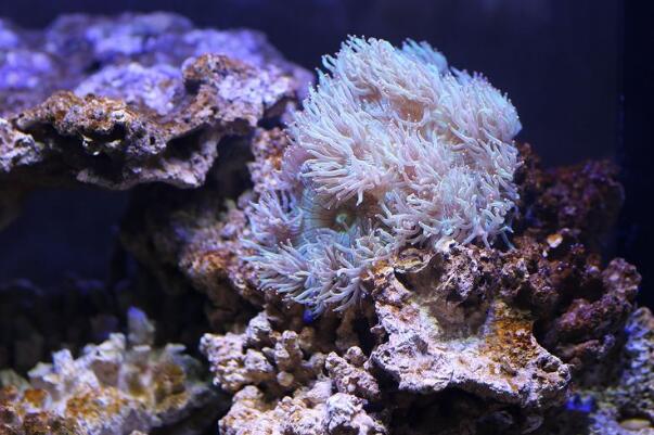 珊瑚是动物还是植物?动物，无脊椎结构(摄食与排泄通用)