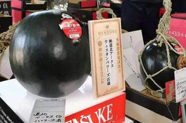 世界上最贵的西瓜：来自日本的田助西瓜,卖出4万人民币的高价!