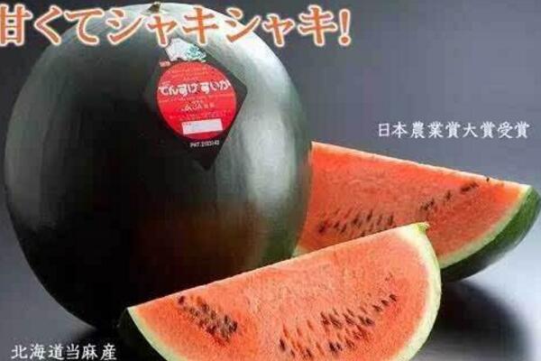 世界上最贵的西瓜：来自日本的田助西瓜,卖出4万人民币的高价!