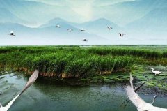 湿地的生态功能:8大功能地球之肾，天然净化器(调蓄洪水)