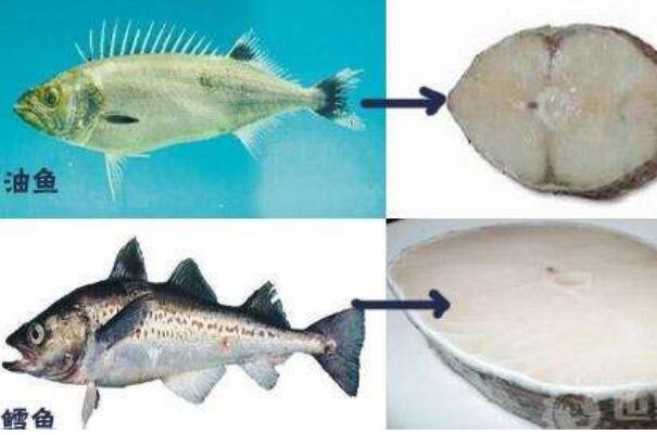 鳕鱼和油鱼怎么区分 记得着四个方面绝对不会买错